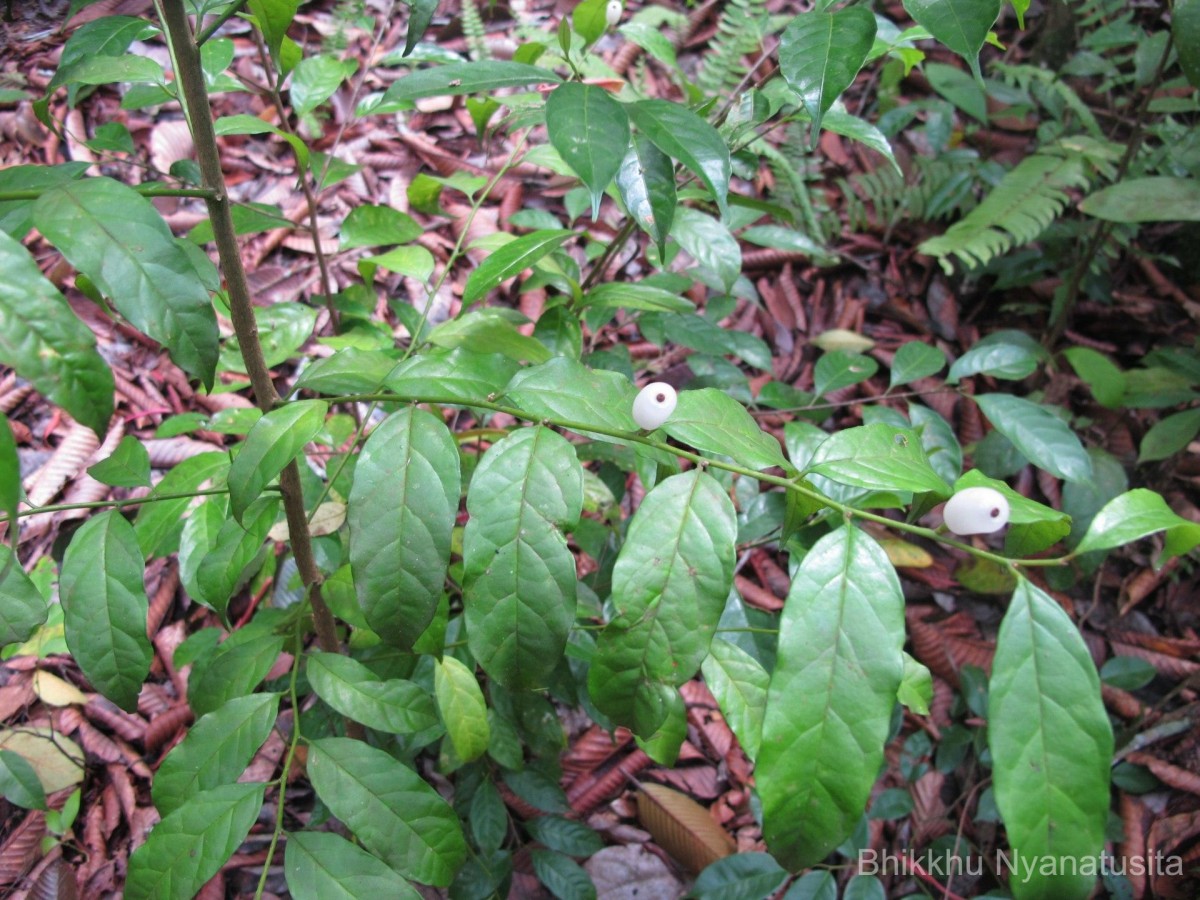 Gomphandra tetrandra (Wall.) Sleumer